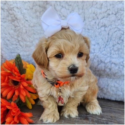 Maltipoo Welpen