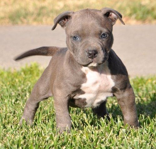 American Bully welpe Welpe in Blue
