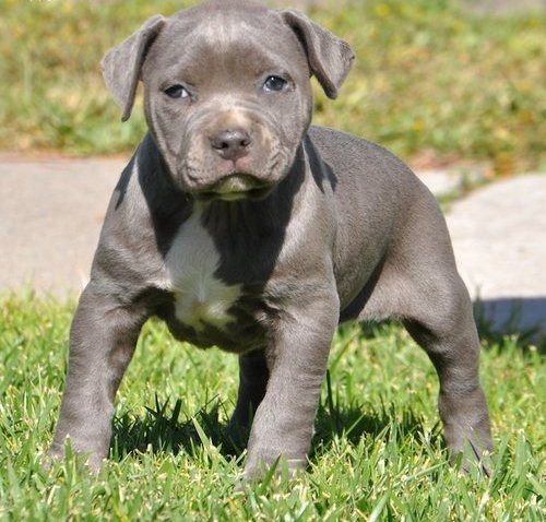 American Bully welpe Welpe in Blue