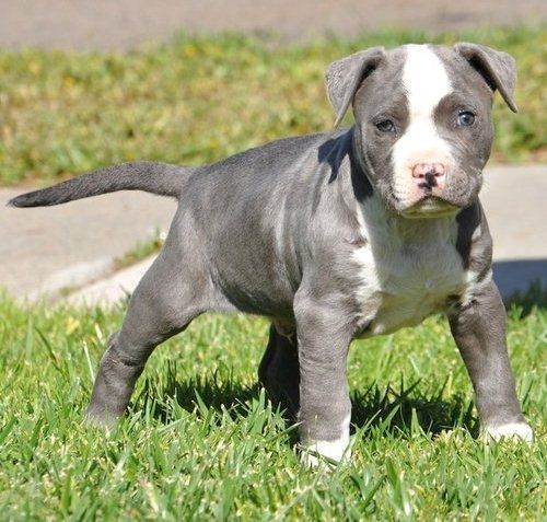 American Bully welpe Welpe in Blue