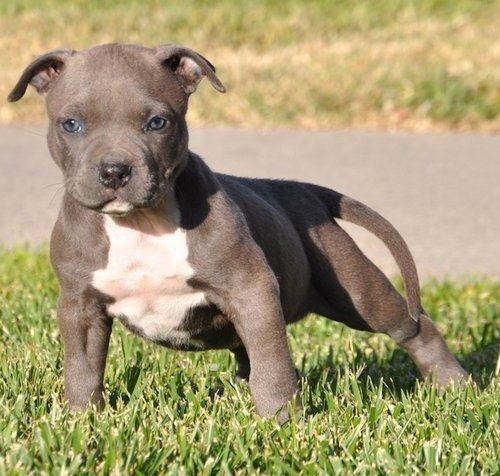 Wunderschöne  American Bully welpe  in Blue