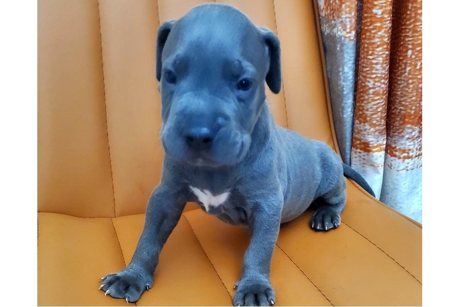 Wunderschöne  American Bully welpe  in Blue