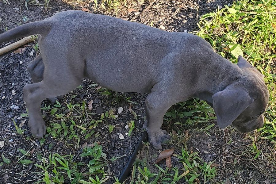 Wunderschöne  American Bully welpe  in Blue
