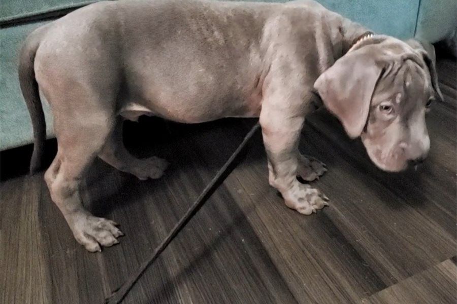 Wunderschöne  American Bully welpe  in Blue