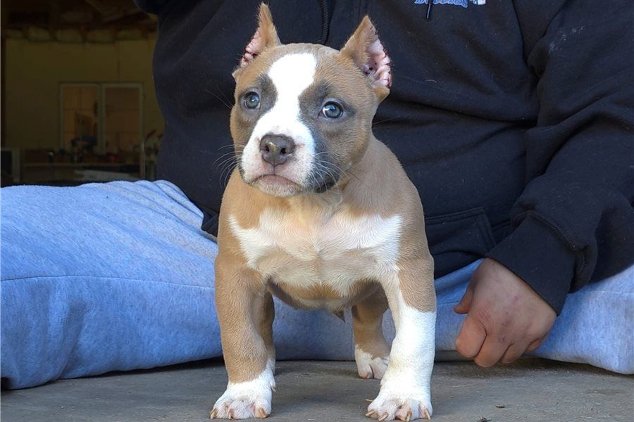 Wunderschöne  American Bully welpe  in Blue