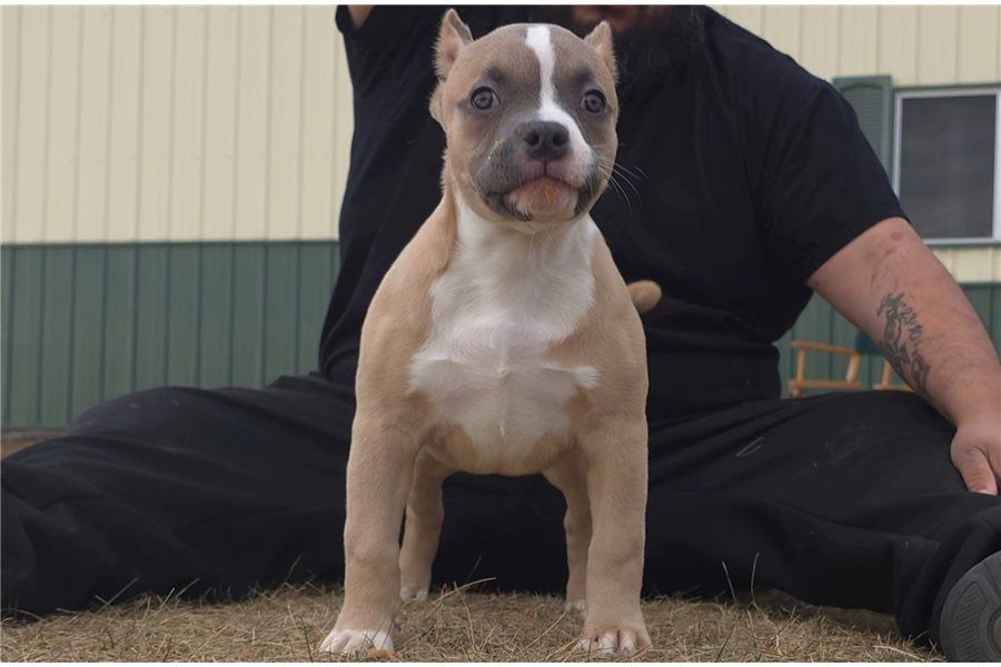 Wunderschöne  American Bully welpe  in Blue