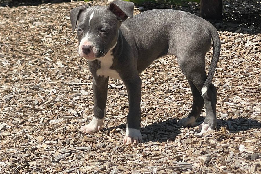 Wunderschöne  American Bully welpe  in Blue