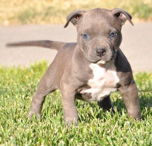 Wunderschöne  American Bully welpe  in Blue