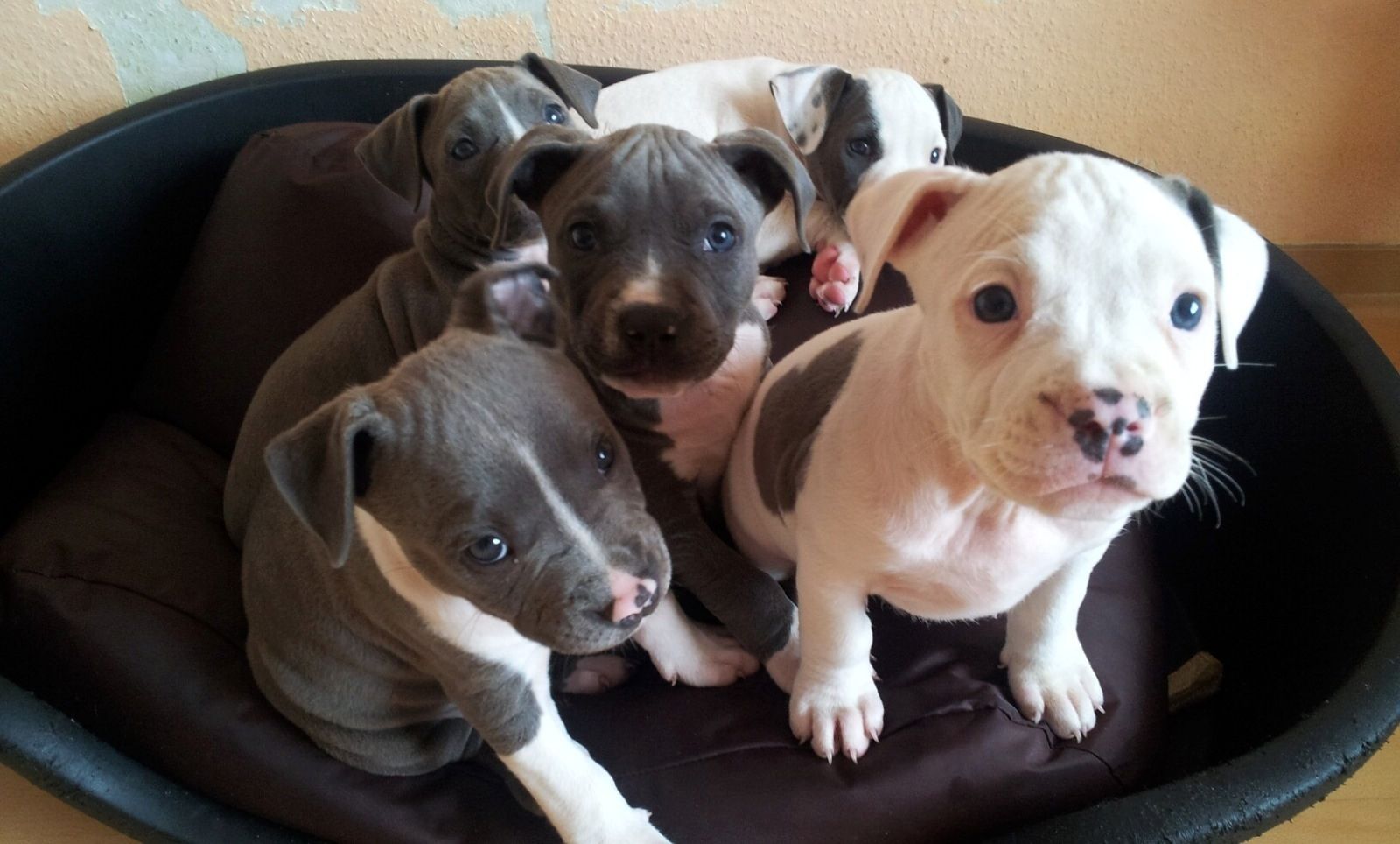 Pitbull-Welpen