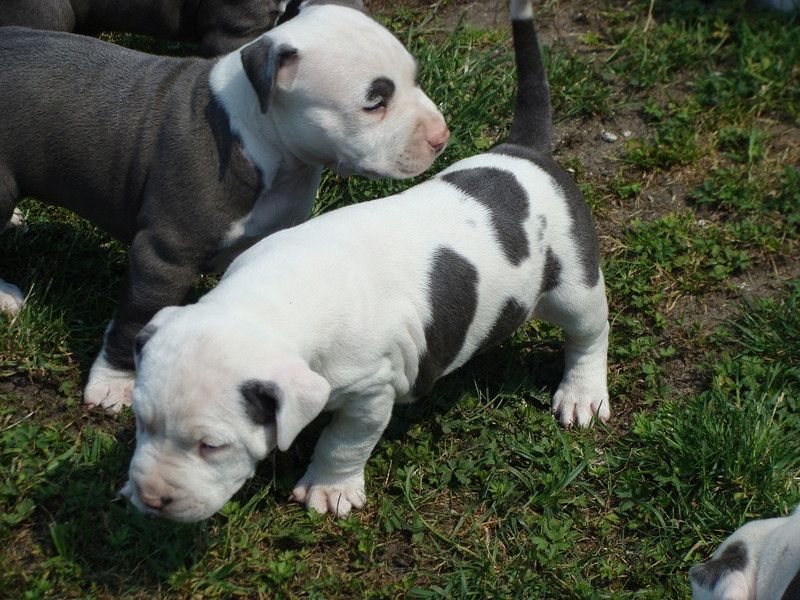 Pitbull-Welpen ,