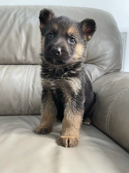 Deutsche-Schäferhund-Welpen