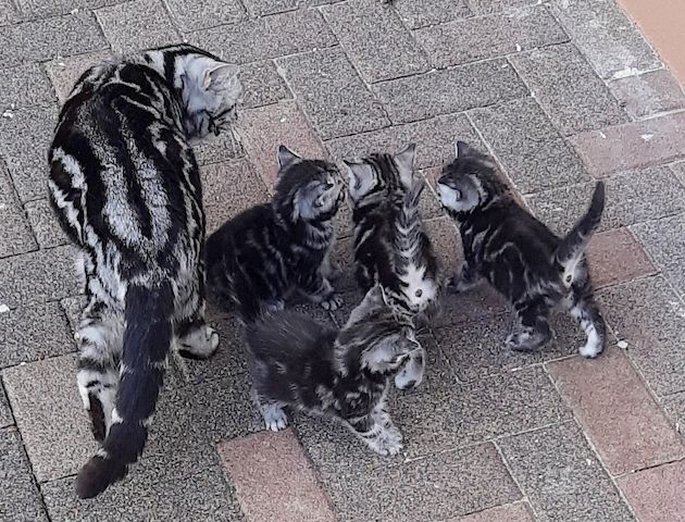Reinrassige BKH kitten