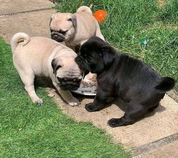Mops welpen suchen neues Zuhause ,,