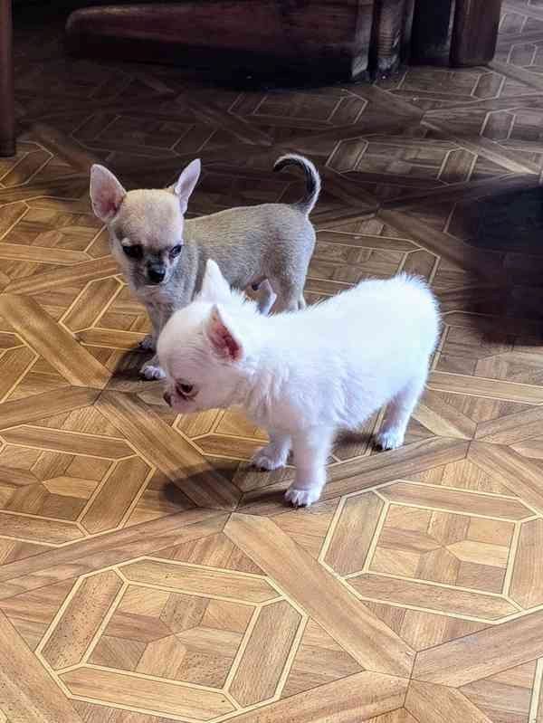 MINI chihuahua-Welpen,