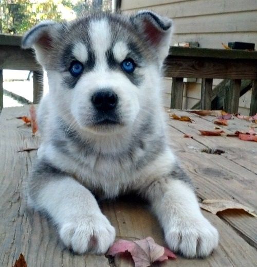 Süße Siberian Husky Welpen,,