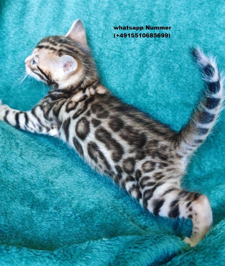 Bengal-Kätzchen abzugeben