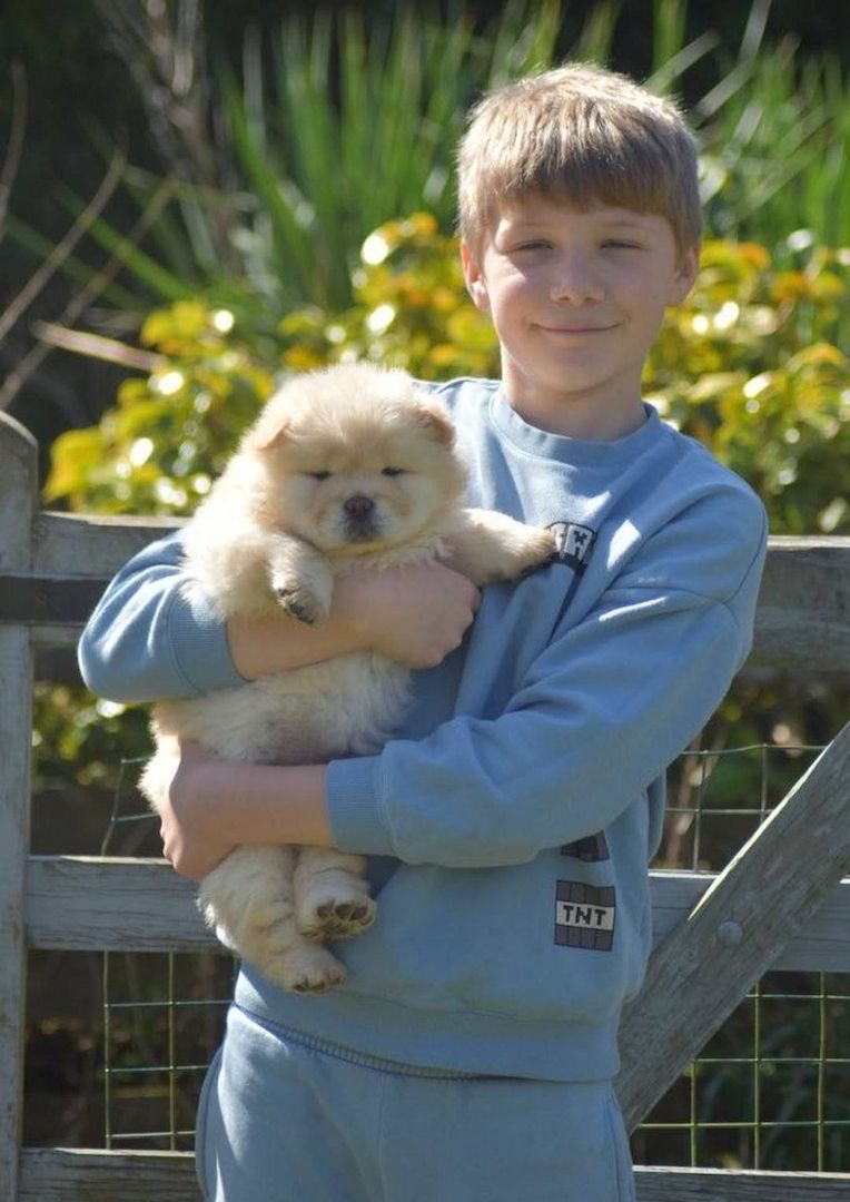 CHOW CHOW--Welpen- !!