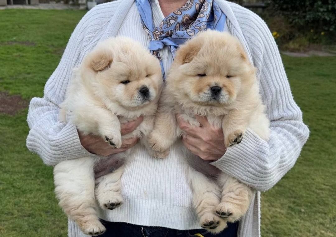 CHOW CHOW--Welpen,