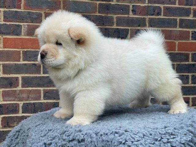 CHOW CHOW--Welpen
