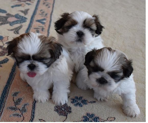 Shih Tzu Welpen