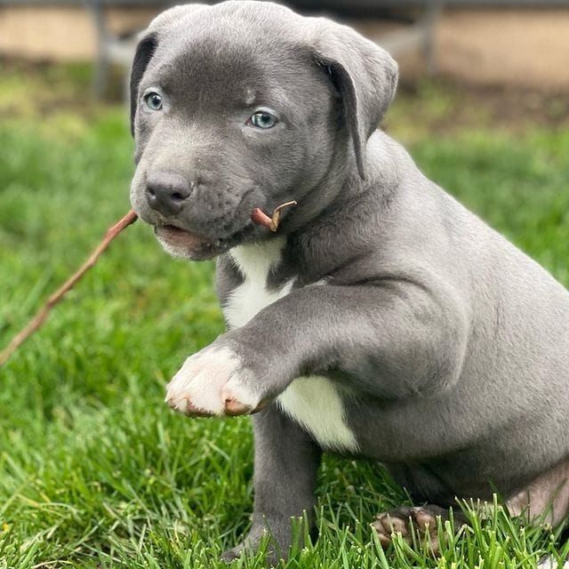 Superniedliche American Pitbull Welpen