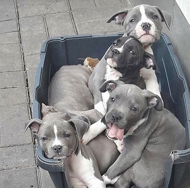 American Staffordshire Terrier welpen