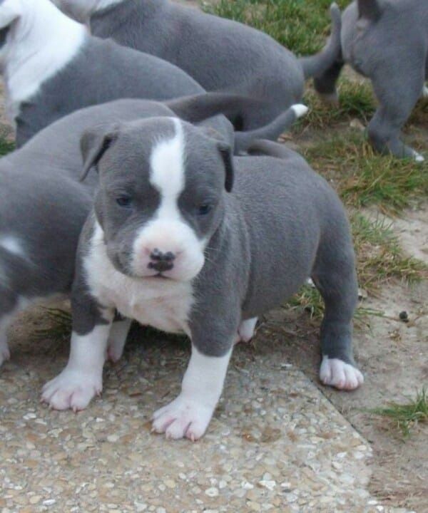 American Staffordshire Terrier Welpen