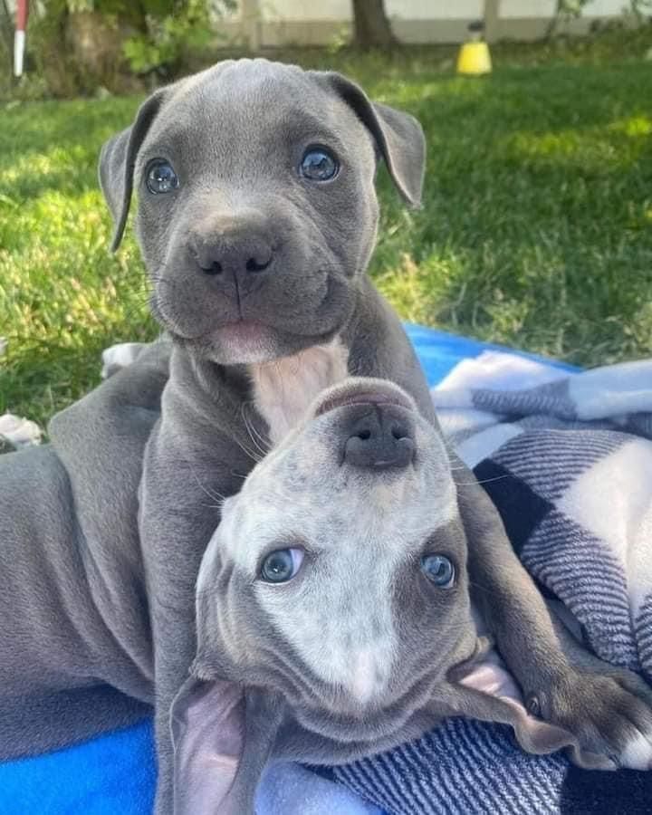 American-Staffordshire-Terrier-Welpen