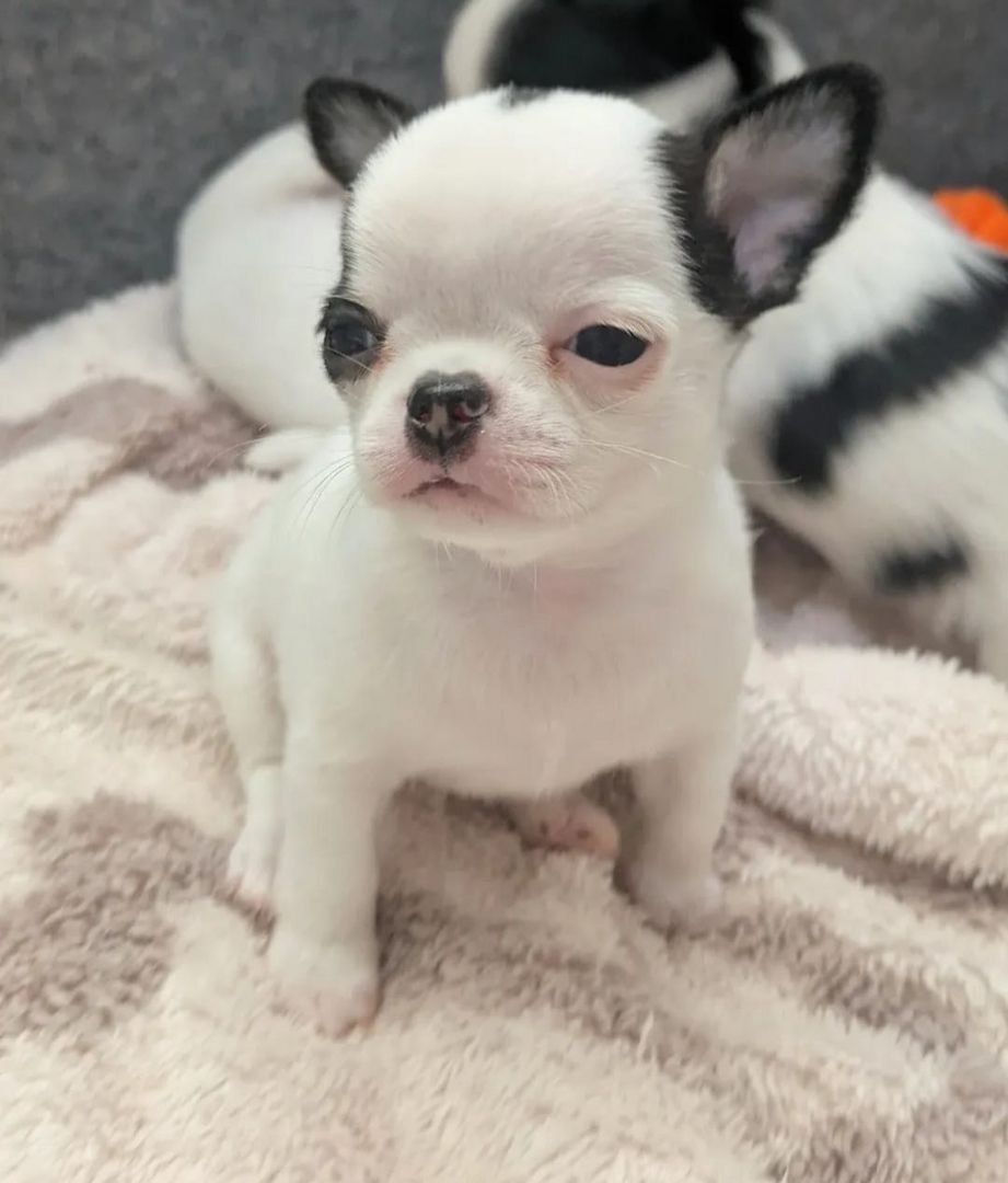 Chihuahua-Welpen