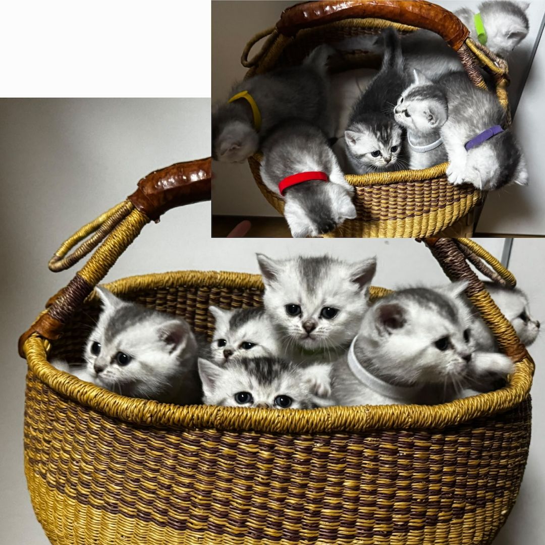Reinrassige BKH Kitten – Vater Golden Shell – 1 Kater & 5 Mädchen