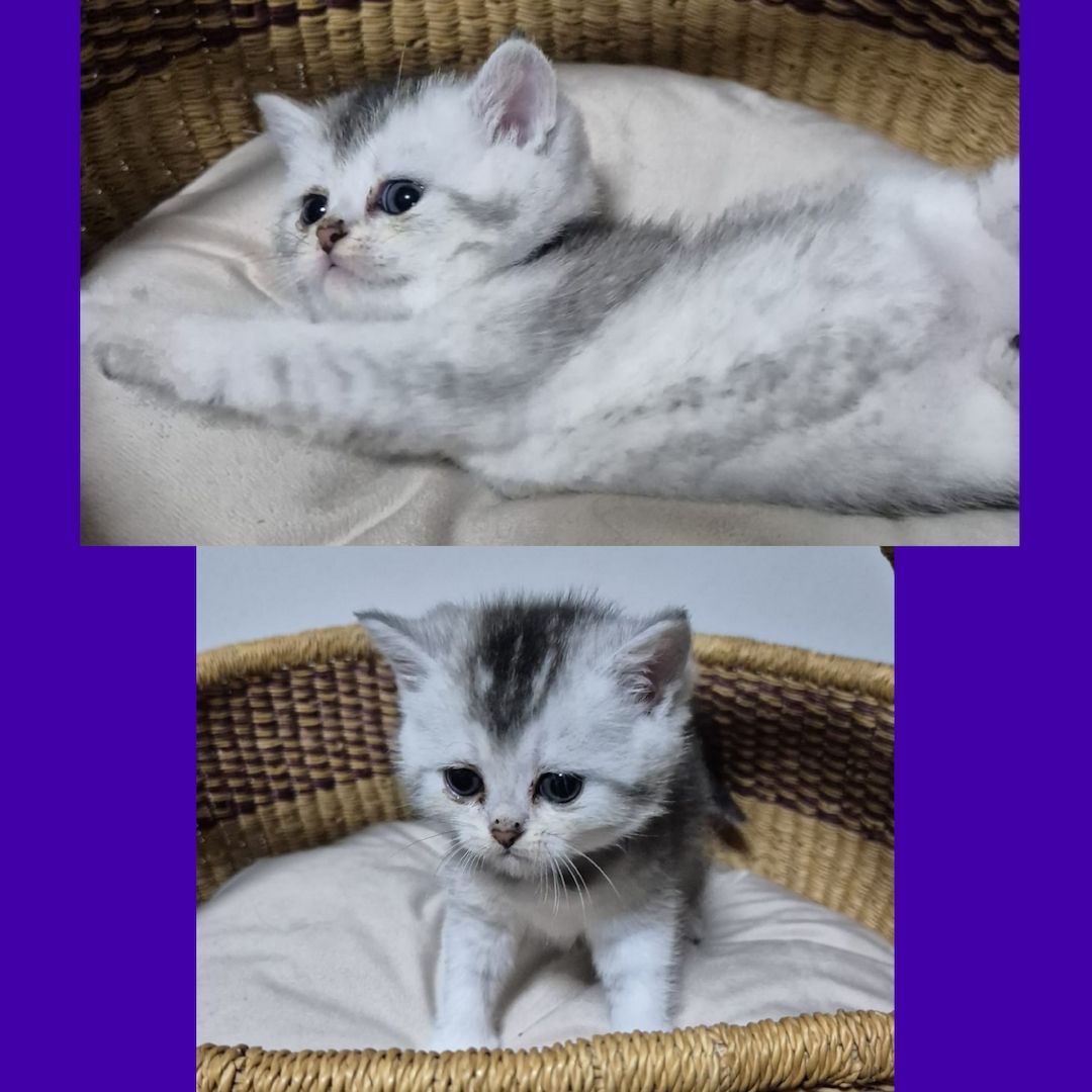Reinrassige BKH Kitten – Vater Golden Shell – 1 Kater & 5 Mädchen