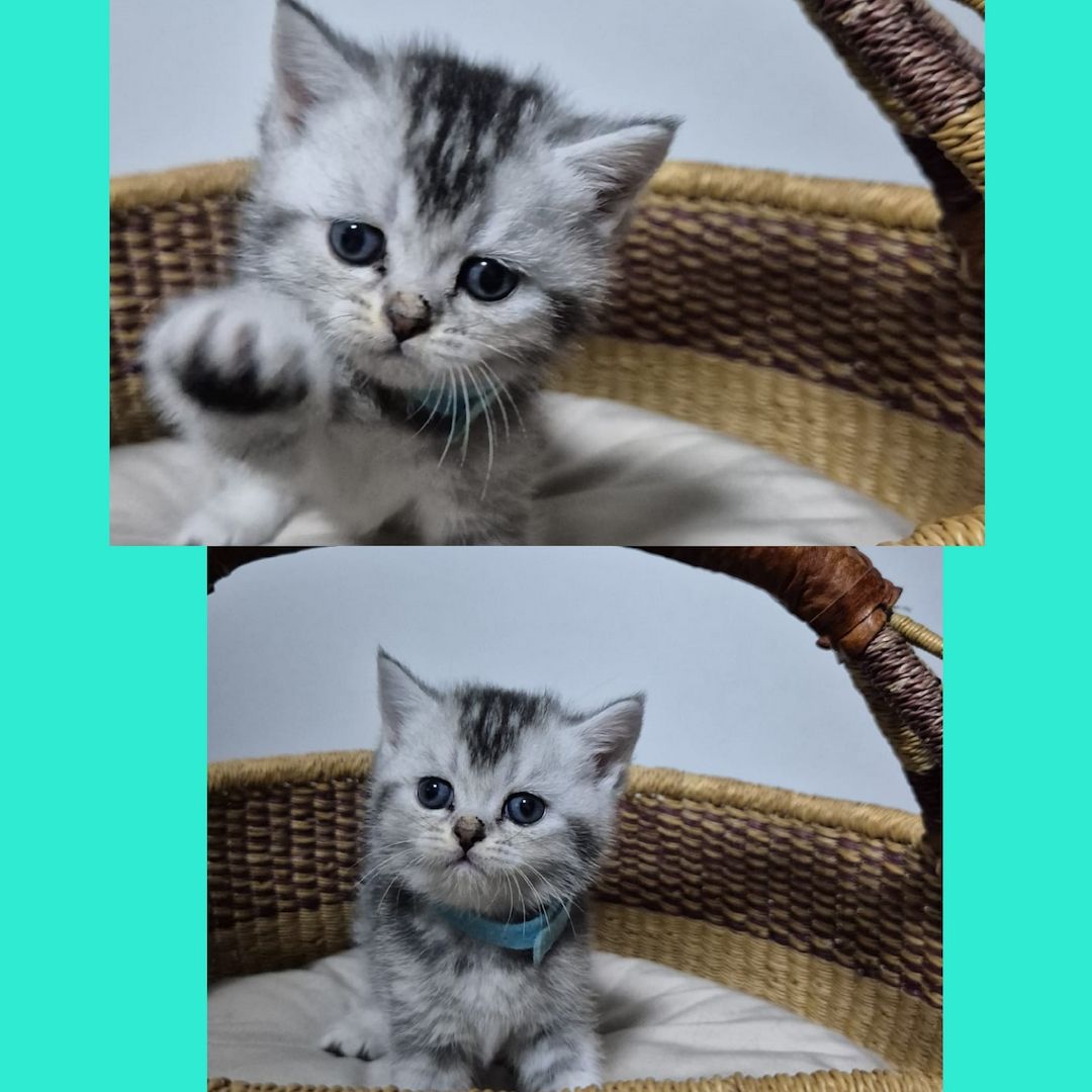 Reinrassige BKH Kitten – Vater Golden Shell – 1 Kater & 5 Mädchen