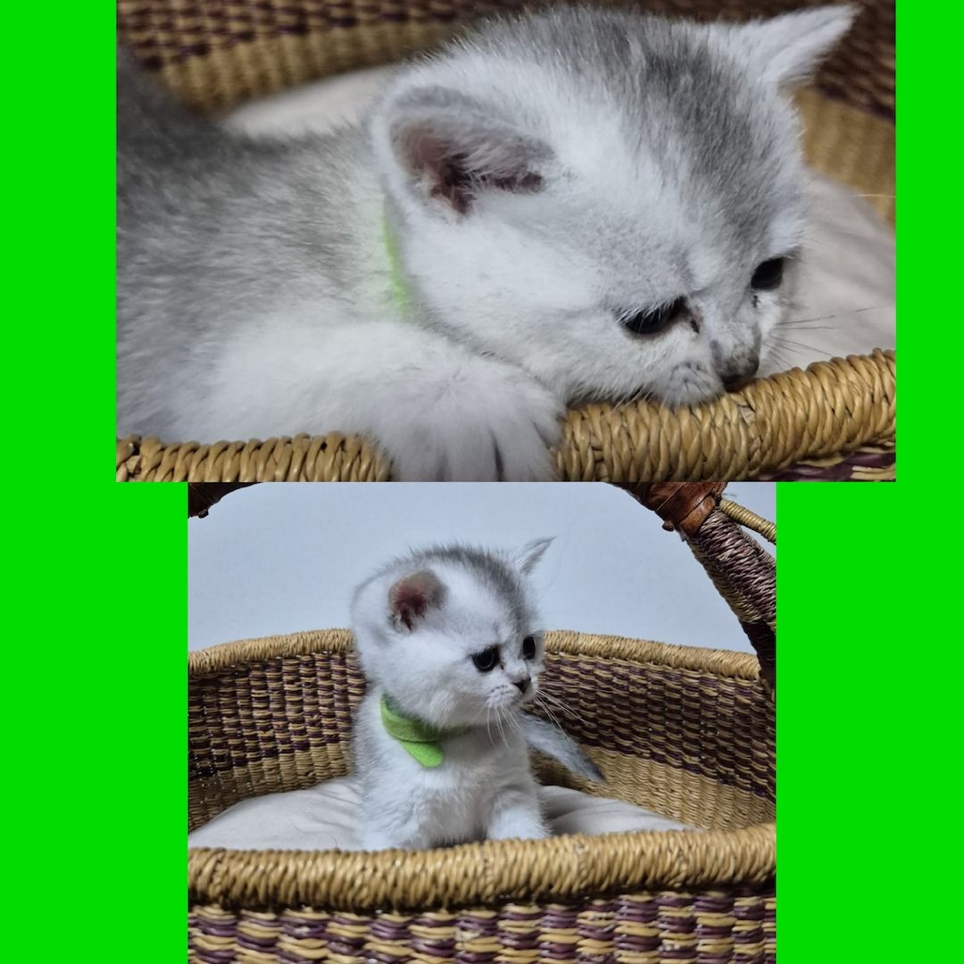 Reinrassige BKH Kitten – Vater Golden Shell – 1 Kater & 5 Mädchen