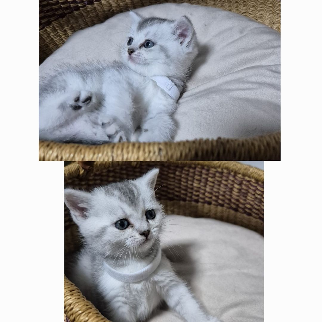 Reinrassige BKH Kitten – Vater Golden Shell – 1 Kater & 5 Mädchen