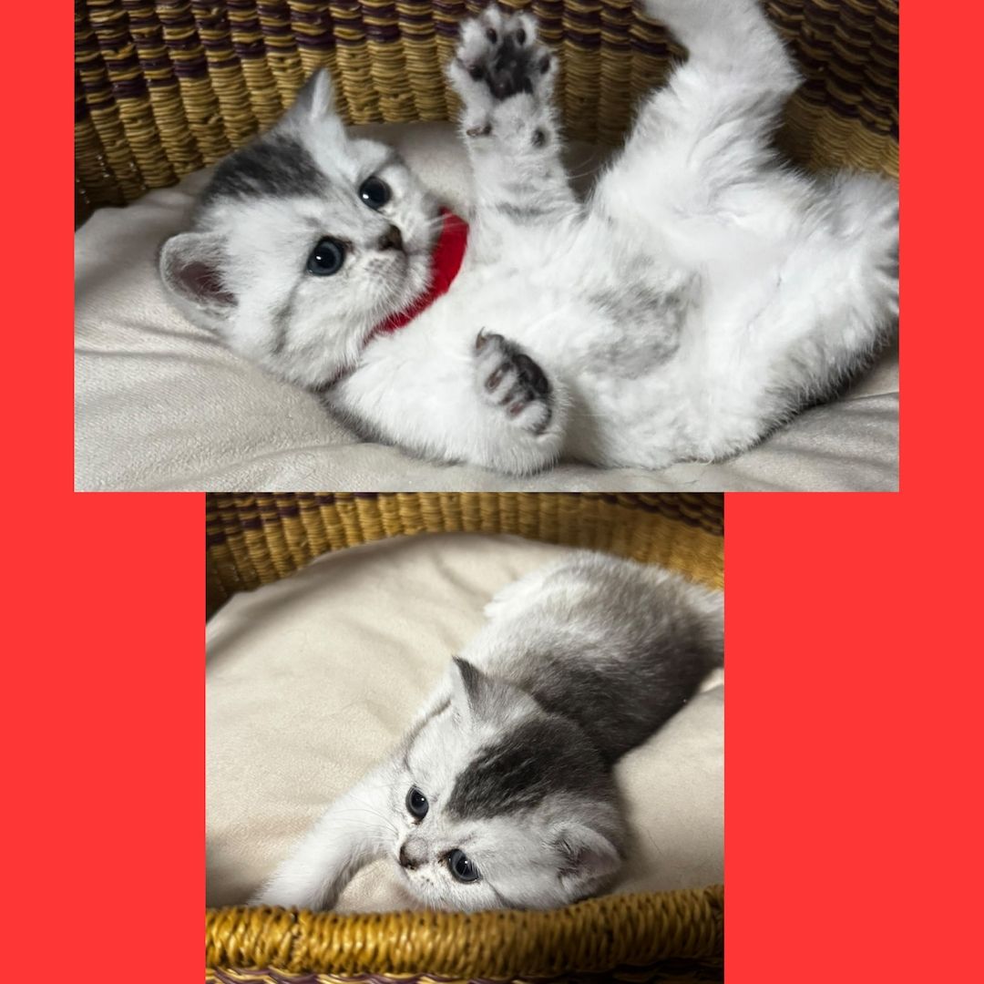 Reinrassige BKH Kitten – Vater Golden Shell – 1 Kater & 5 Mädchen