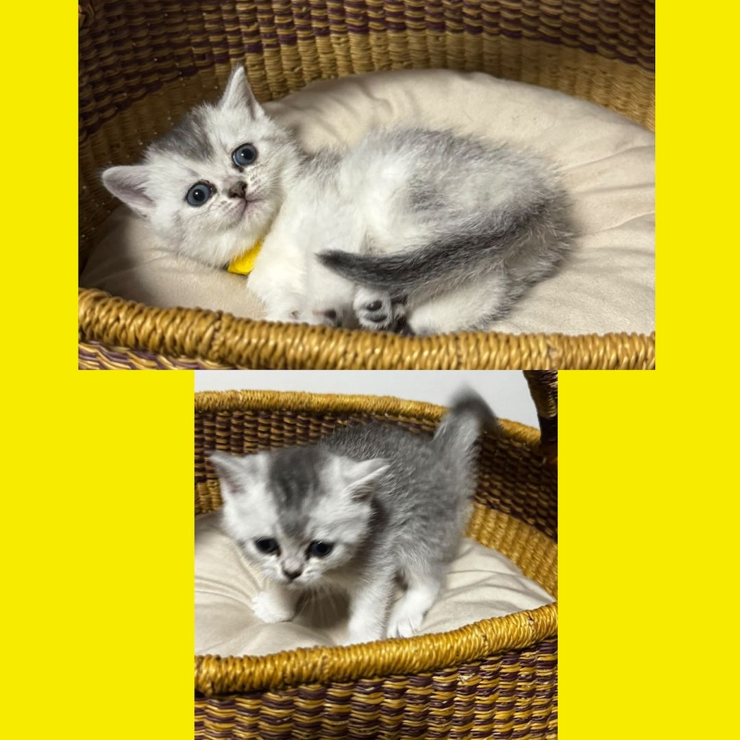Reinrassige BKH Kitten – Vater Golden Shell – 1 Kater & 5 Mädchen