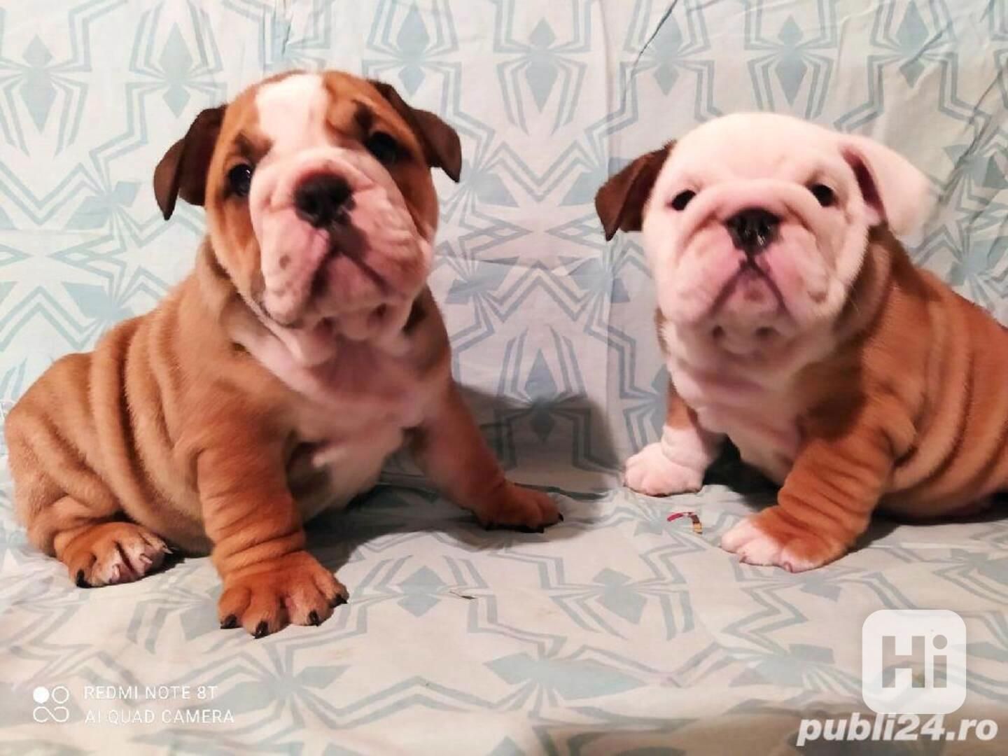 Englisch Bulldogge Welpen,,