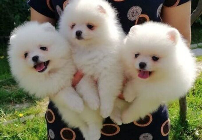 Pomeranian Zwergspitz Welpen