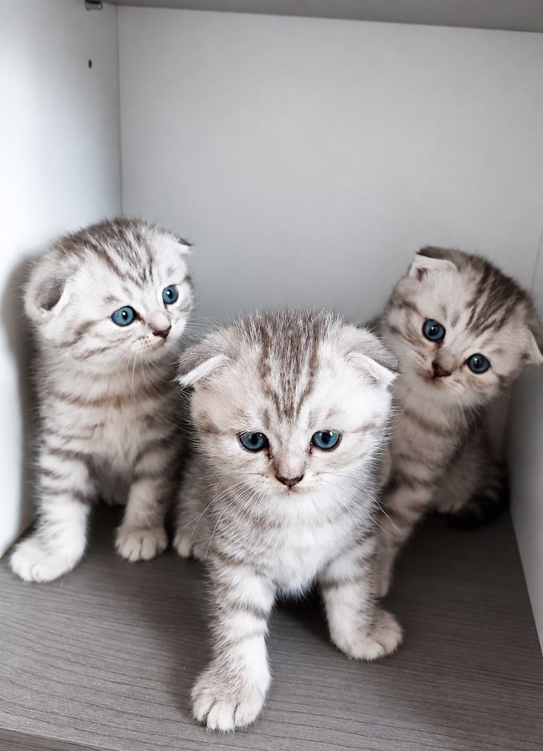 3 BKH / Scottish Fold Kater suchen liebevolles Zuhause ❤️