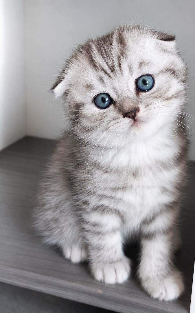 3 BKH / Scottish Fold Kater suchen liebevolles Zuhause ❤️