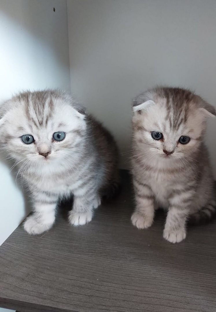 3 BKH / Scottish Fold Kater suchen liebevolles Zuhause ❤️