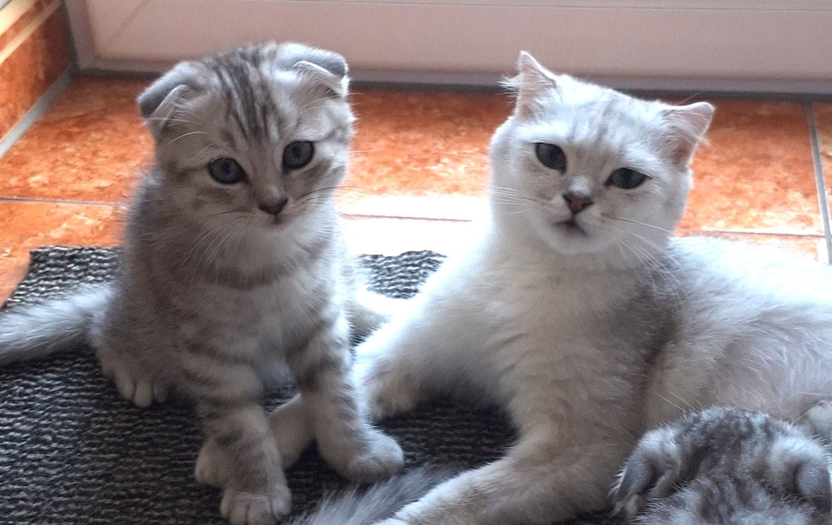 3 BKH / Scottish Fold Kater suchen liebevolles Zuhause ❤️