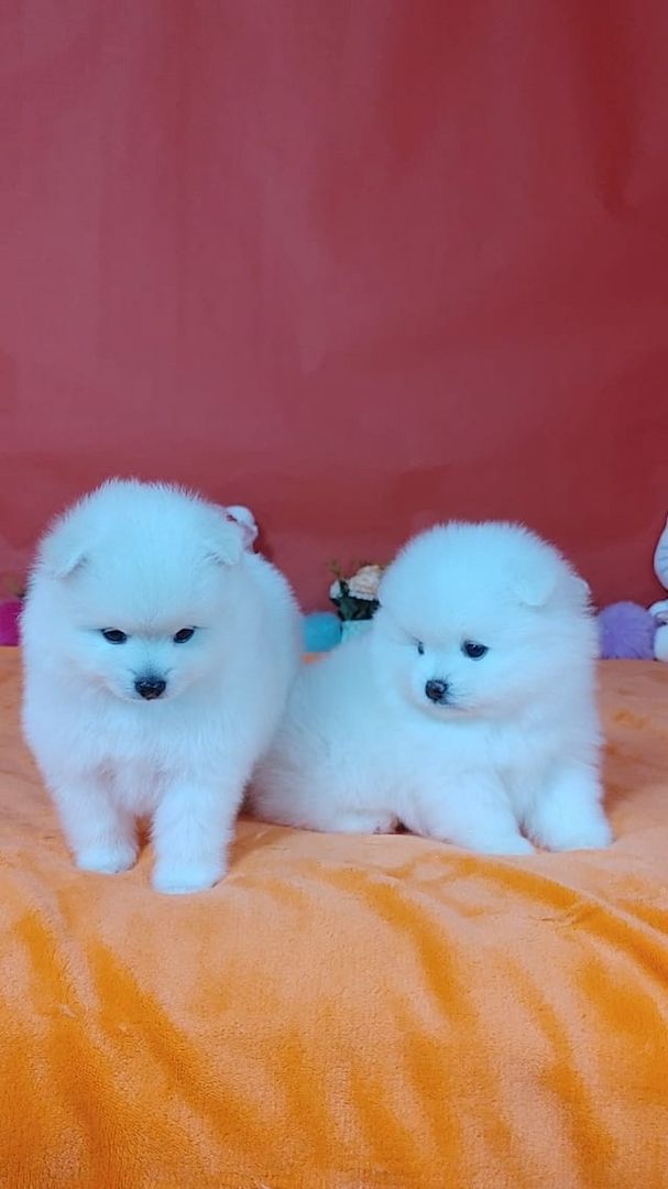 Wunderschöne Zwergspitz-pomeranian welpen