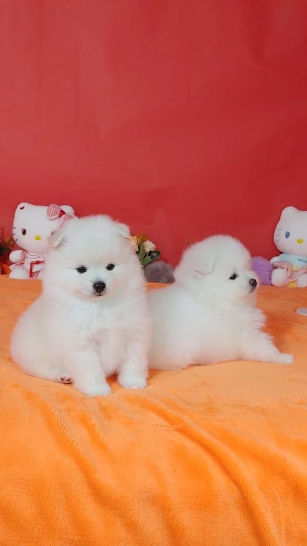 Wunderschöne Zwergspitz-pomeranian welpen