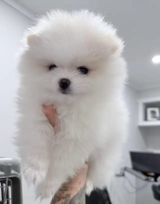 Pomeranian-Welpen
