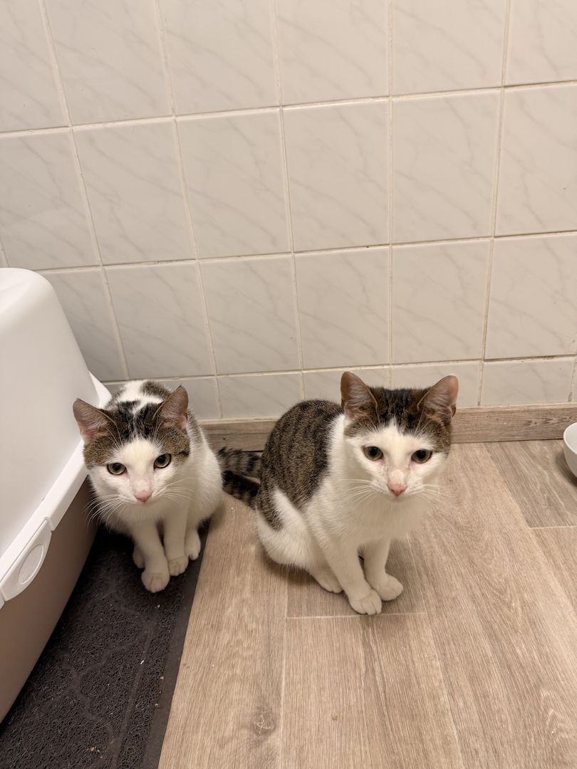 2 Junge Kater
