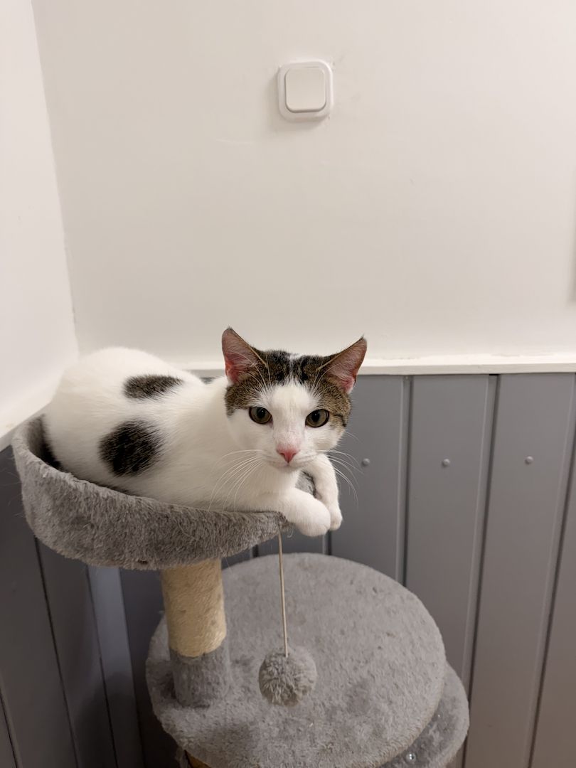 2 Junge Kater