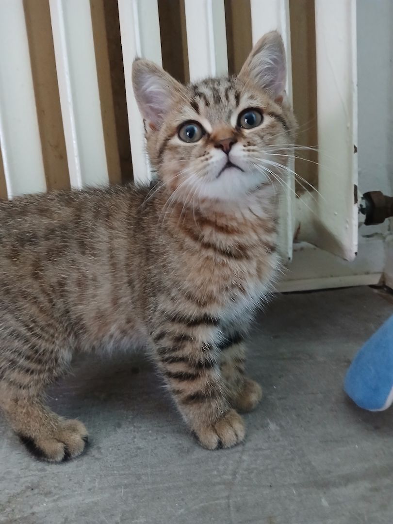 Drei zuckersüße BKH-Kitten suchen noch ihr liebevolles Zuhause