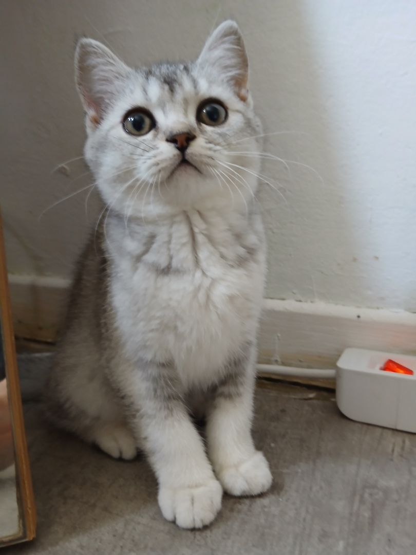 Drei zuckersüße BKH-Kitten suchen noch ihr liebevolles Zuhause