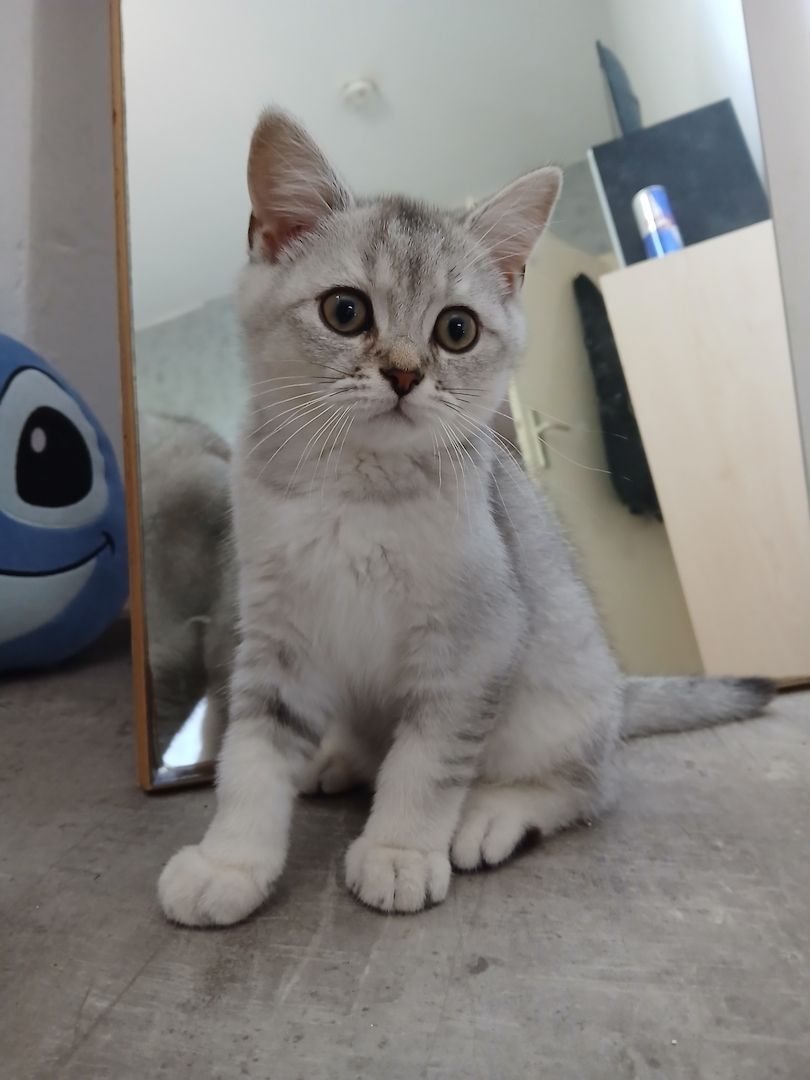 Drei zuckersüße BKH-Kitten suchen noch ihr liebevolles Zuhause